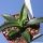 Agave parryi v. couesii