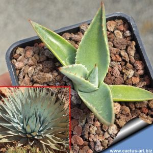 Agave parryi v. couesii