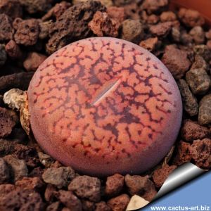 Lithops aucampiae C061 F3 "BLOD RED COLOR"