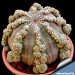 Euphorbia obesa "prolifera"