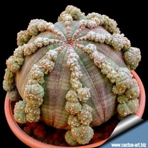 Euphorbia obesa "prolifera"
