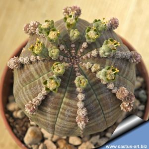 Euphorbia obesa "prolifera"