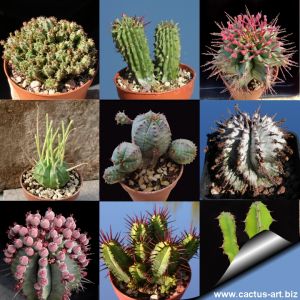 Euphorbia hybrid (MIX)