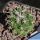 Coryphantha tripugionacantha San Rafael, Zacatecas, Mexico
