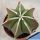Astrophytum myriostigma cv. HAKU-JO "nudum"