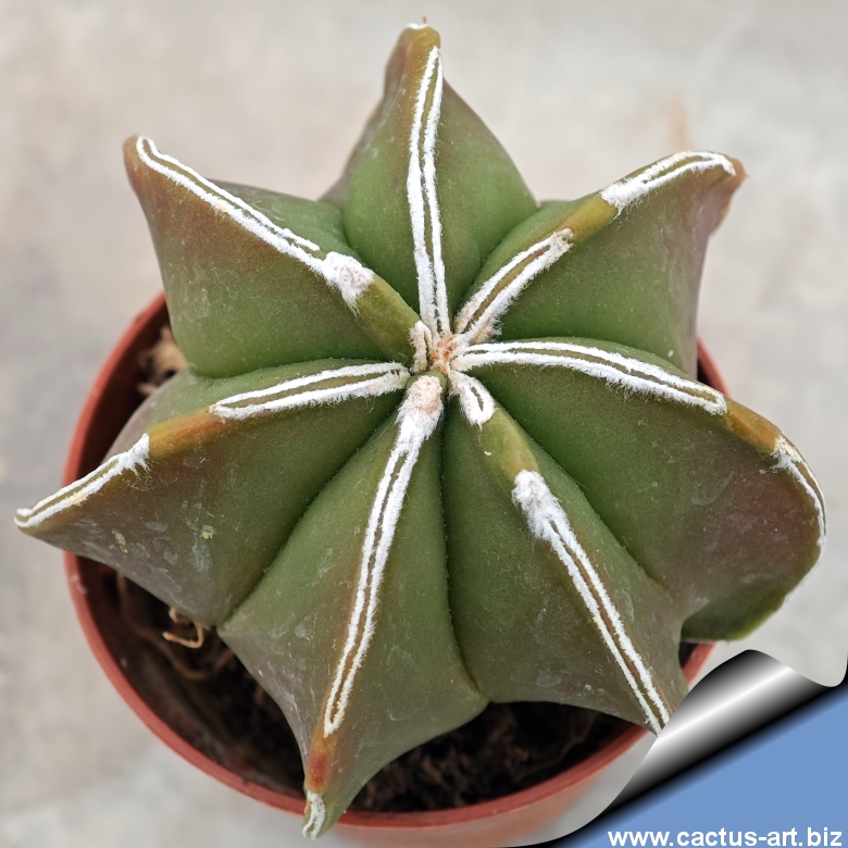 【めっちゃ変わる】 Astrophytum  HAKU-JO cv. myriostigma 水草