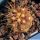 Copiapoa cinerea ssp. eremophila KPPL2472 Punta Cascabeles, Antofagasta, Chile 