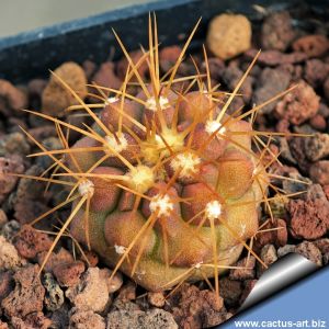 Copiapoa cinerea ssp. eremophila KPPL2472 Punta Cascabeles, Antofagasta, Chile 
