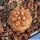 Copiapoa cinerea ssp. eremophila f. robustior KPPL2479 Mina Copper, Antofagasta, Chile