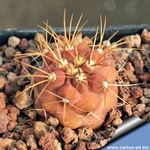 Copiapoa cinerea ssp. eremophila f. robustior KPPL2479 Mina Copper, Antofagasta, Chile