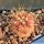 Copiapoa cinerea ssp. eremophila f. robustior KPPL2479 Mina Copper, Antofagasta, Chile