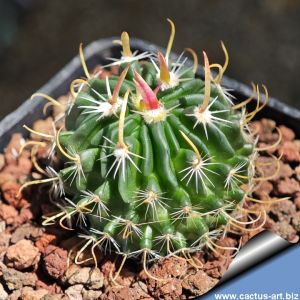 Echinofossulocactus pentacanthus CH617 San Luis de la Pas n, Guanajuato, Mexico