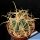 Ferocactus acanthodes v. albispinus