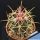 Ferocactus acanthodes v. albispinus