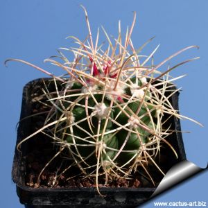 Ferocactus acanthodes v. albispinus