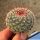 Mammillaria sinforosensis