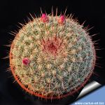 Mammillaria sinforosensis