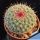 Mammillaria sinforosensis