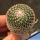 Mammillaria mystax f. compatta