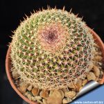 Mammillaria mystax f. compatta