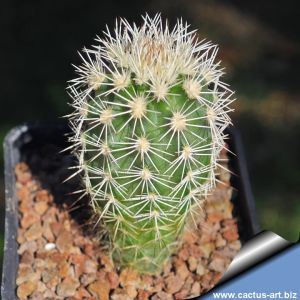 Echinocereus pectinatus v. wenigeri Langtry, Texas, USA