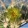 Ancistrocactus tobuschii