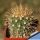 Ancistrocactus tobuschii