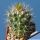 Ancistrocactus tobuschii