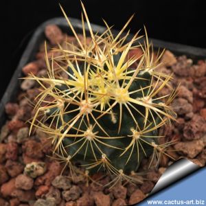 Ancistrocactus tobuschii