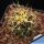 Ancistrocactus tobuschii