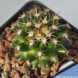 Coryphantha hintoniorum GM1040 Cuatro Milpas, 1690 m, San Louis Potosi, Mexico