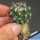 Coryphantha hintoniorum GM1040 Cuatro Milpas, 1690 m, San Louis Potosi, Mexico