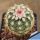 Echinocereus pectinatus ssp. rutowiorum Chihuahua-Cuauthemoc, Mexico