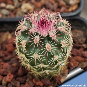 Echinocereus pectinatus ssp. rutowiorum Chihuahua-Cuauthemoc, Mexico