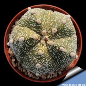 Astrophytum hybrid MY-AS (A. myriostigma X A.asterias) 5 ribs