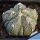 Astrophytum hybrid MY-AS (A. myriostigma X A.asterias) 5 ribs