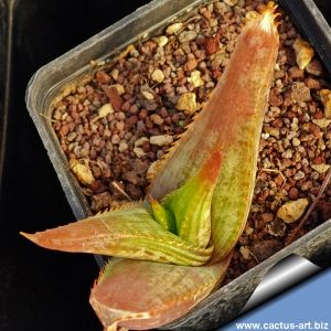 Aloe greatheadii