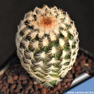 Echinocereus reichenbachii v. caespitosus Lake Cisco, Eastland, Texas, USA