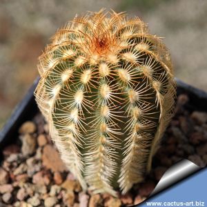 Echinocereus reichenbachii v. caespitosus Lake Cisco, Eastland, Texas, USA