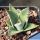 Agave parryi v. huachucensis 'Wakefield'