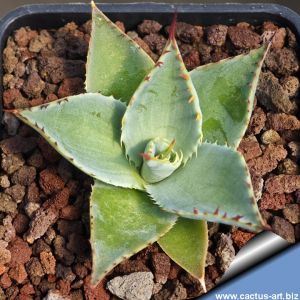 Agave parryi v. huachucensis 'Wakefield'