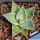 Agave parryi v. huachucensis 'Wakefield'