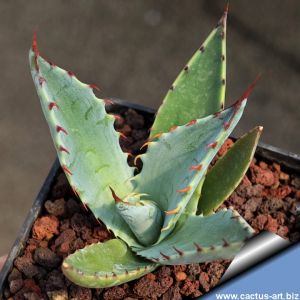 Agave palmeri Santa Rita Mts. Aizona, USA