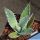 Agave palmeri Santa Rita Mts. Aizona, USA