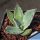 Agave palmeri Santa Rita Mts. Aizona, USA