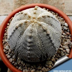 Astrophytum hybrid CO-SK 5 ribs (A. coahuilense x A. asteriascv. SUPERKABUTO)