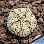 Astrophytum hybrid CO-SK 5 ribs (A. coahuilense x A. asterias cv. SUPERKABUTO) 5 ribs