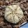 Astrophytum hybrid CO-SK 5 ribs (A. coahuilense x A. asterias cv. SUPERKABUTO) 5 ribs