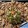 Copiapoa coquimbana v. armata sensu Friedrich Ritter KPPL2405 Agua Grande, Atacama, Chile