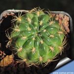 Lobivia cinnabarina v. draxleriana TB819.1 SW of Pasorapa, Rodeo, Cochabamba, 2654 m, Bolivia